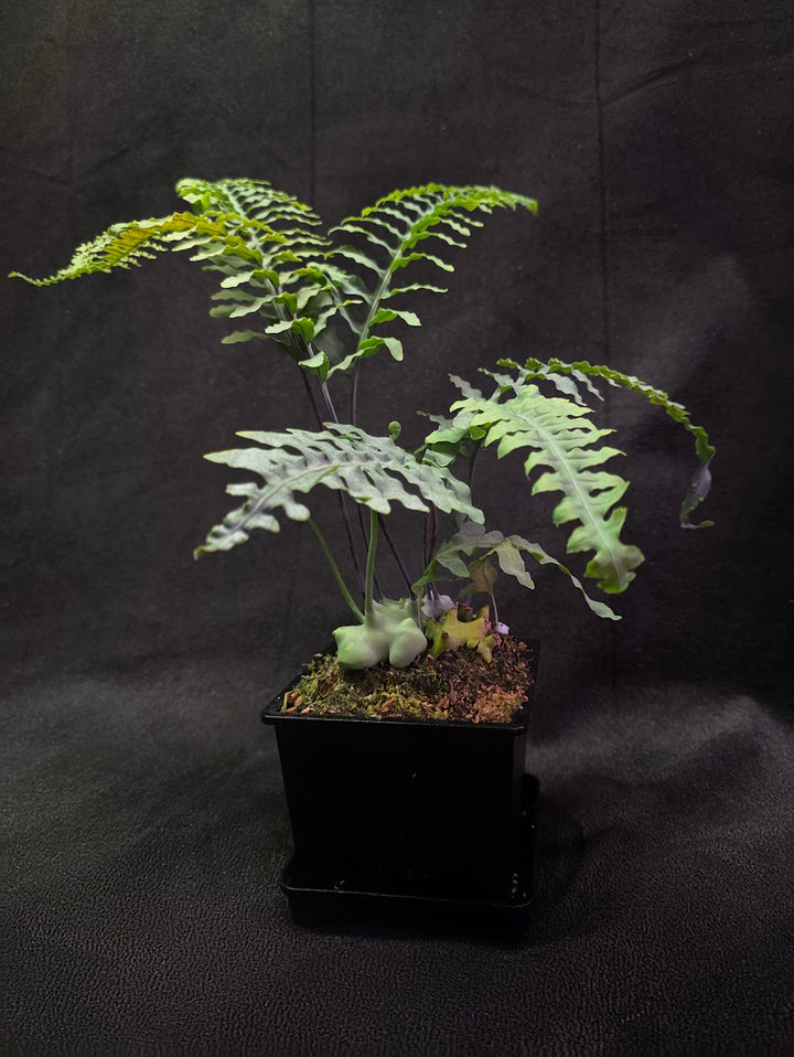 Lecanopteris Deparioides (Blue Ant Plant) #03