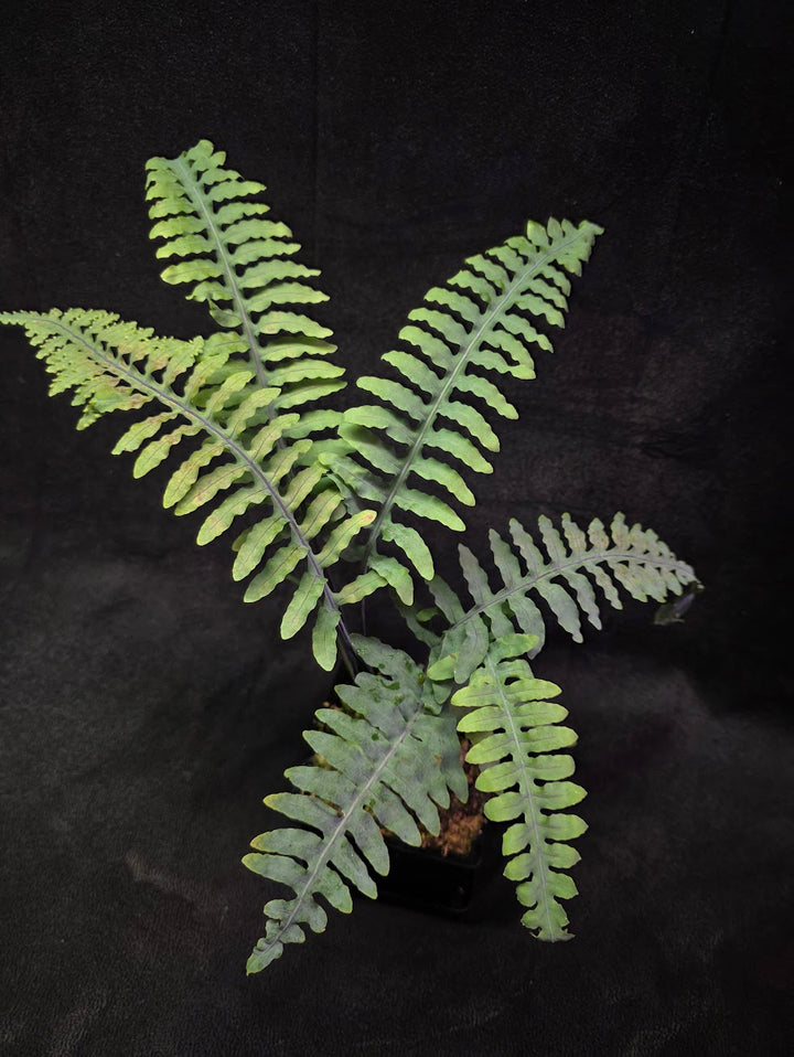 Lecanopteris Deparioides (Blue Ant Plant) #03