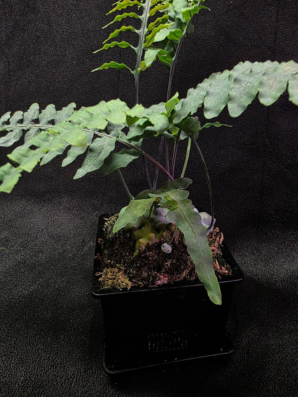 Lecanopteris Deparioides (Blue Ant Plant) #03