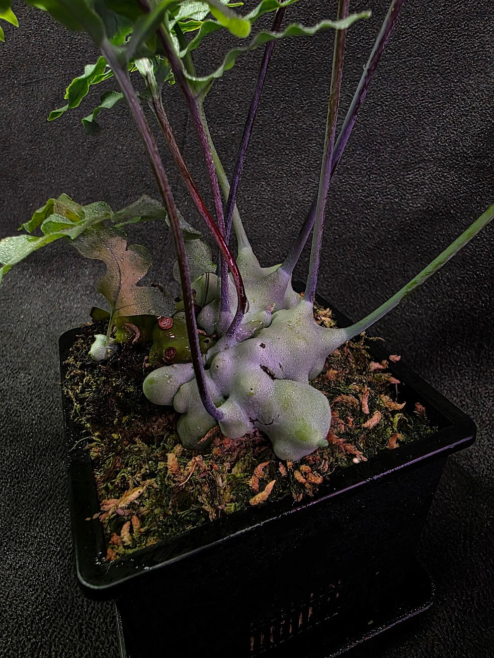 Lecanopteris Deparioides (Blue Ant Plant) #03