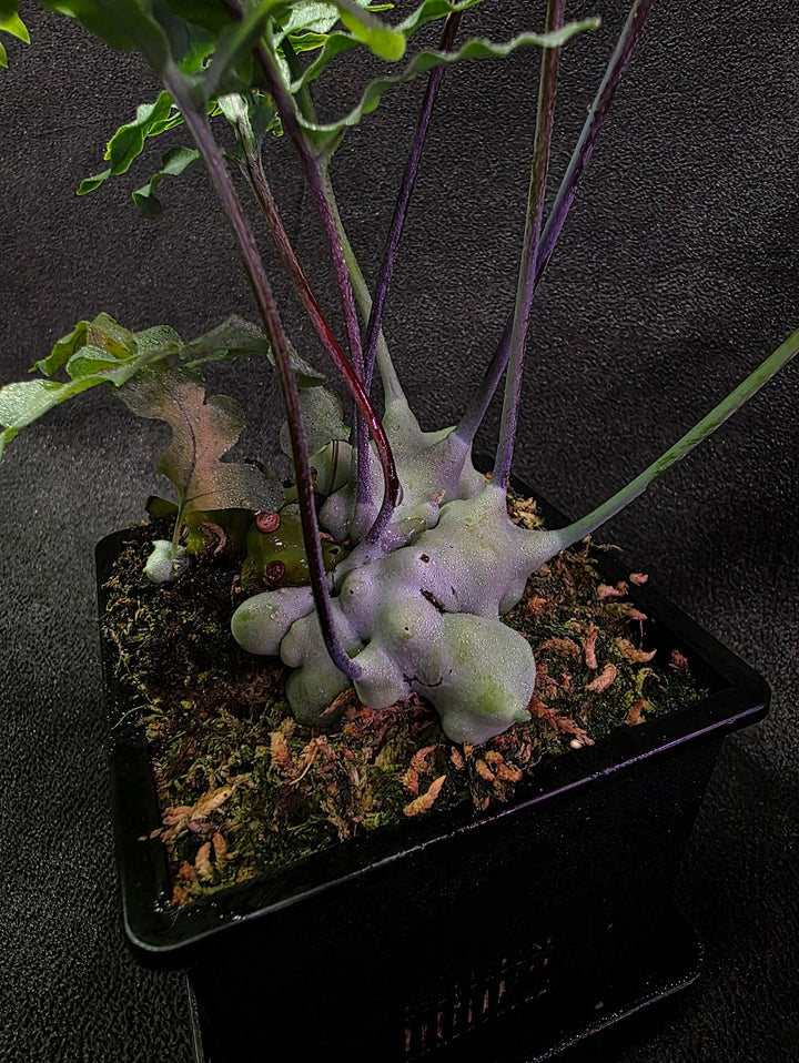 Lecanopteris Deparioides (Blue Ant Plant) #03