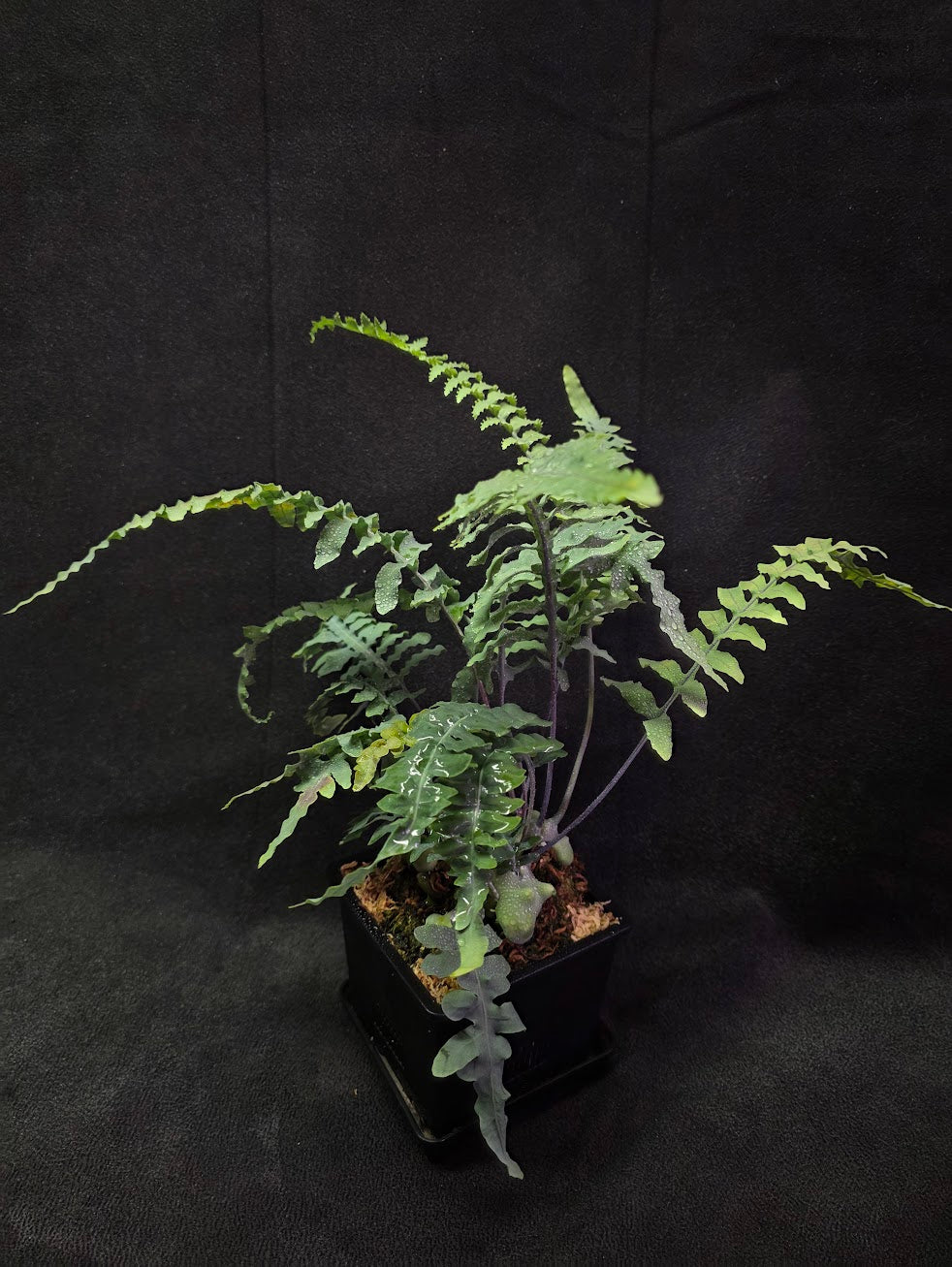 Lecanopteris Deparioides (Blue Ant Plant) #04