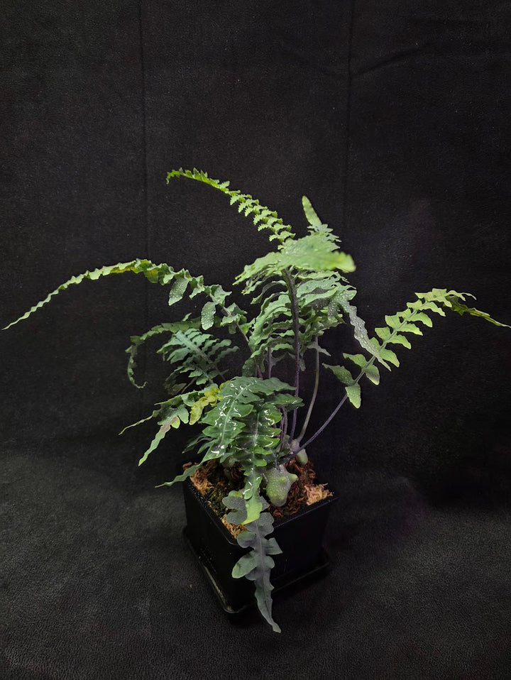 Lecanopteris Deparioides (Blue Ant Plant) #04