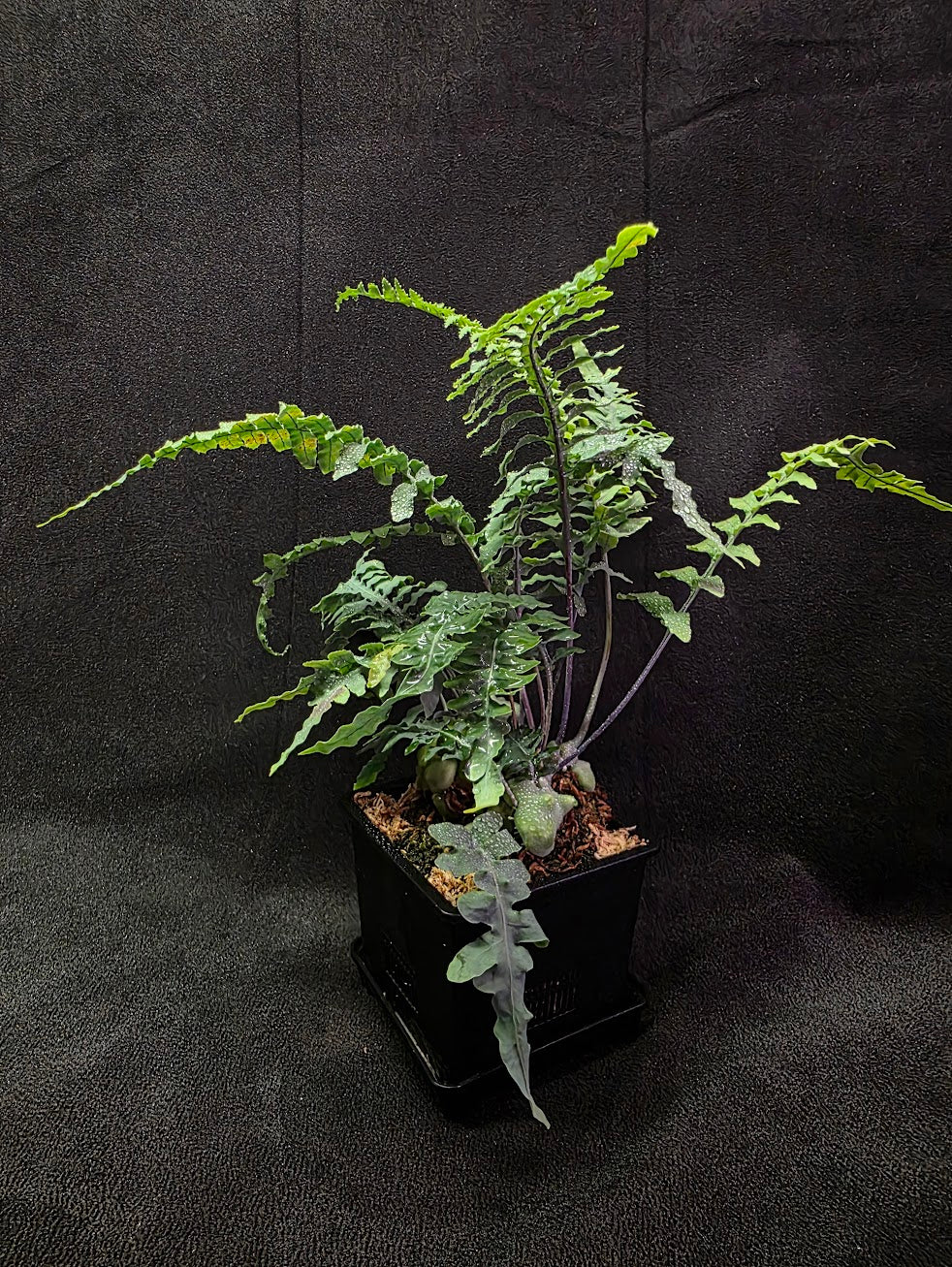 Lecanopteris Deparioides (Blue Ant Plant) #04