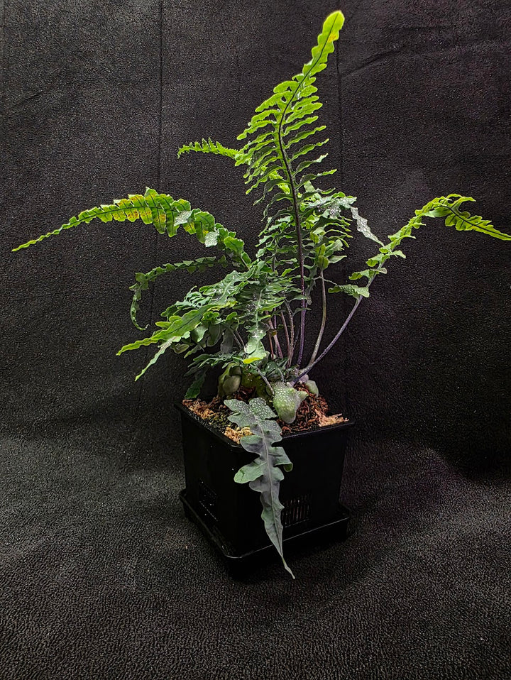 Lecanopteris Deparioides (Blue Ant Plant) #04