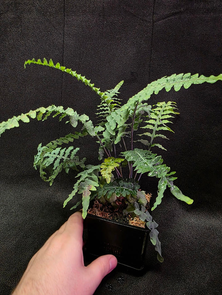 Lecanopteris Deparioides (Blue Ant Plant) #04