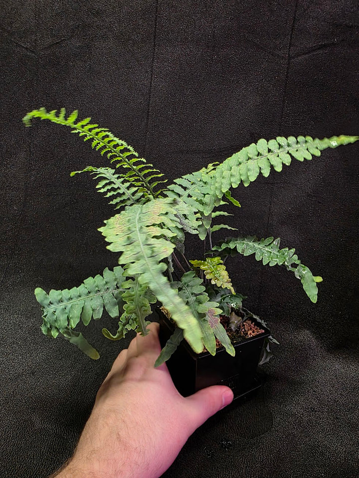 Lecanopteris Deparioides (Blue Ant Plant) #04