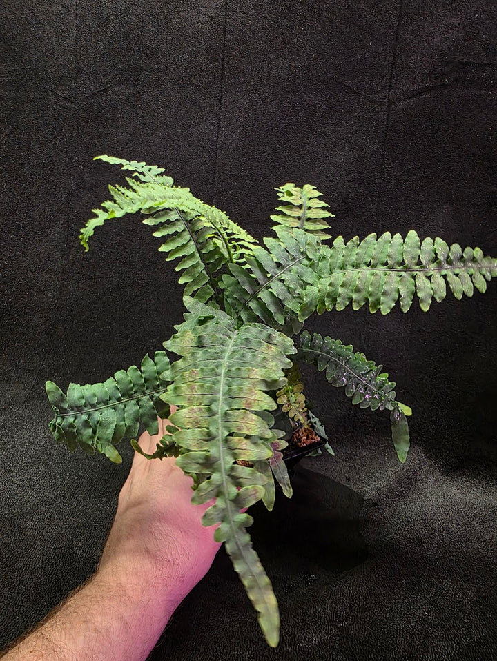 Lecanopteris Deparioides (Blue Ant Plant) #04