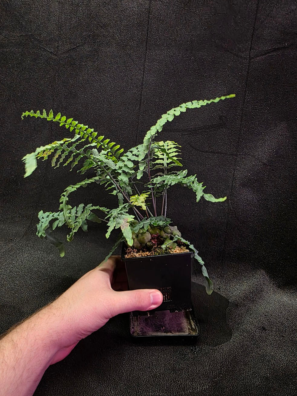 Lecanopteris Deparioides (Blue Ant Plant) #04