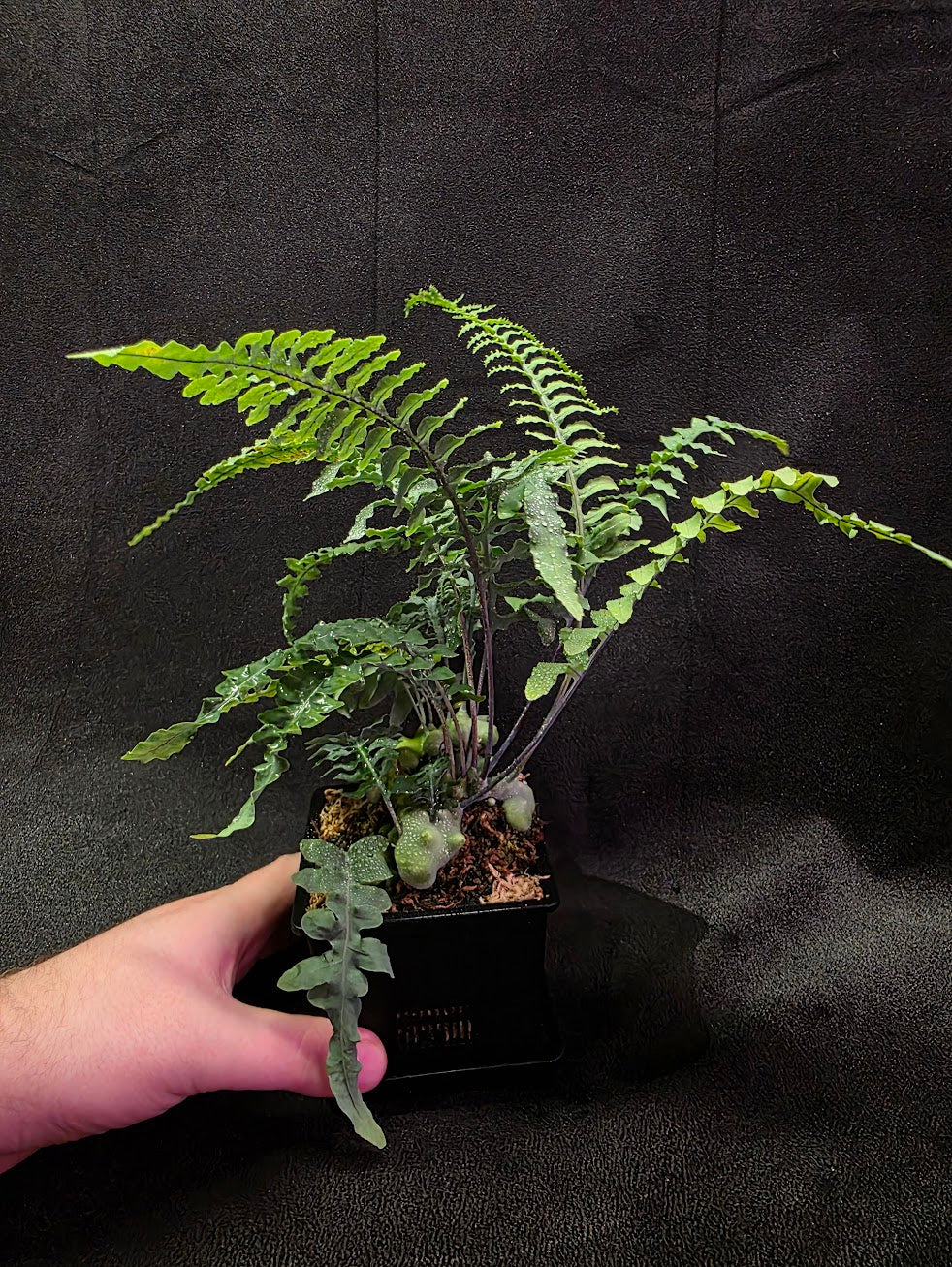 Lecanopteris Deparioides (Blue Ant Plant) #04