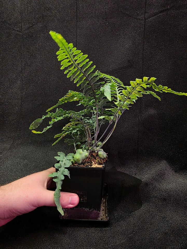 Lecanopteris Deparioides (Blue Ant Plant) #04