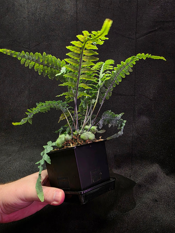 Lecanopteris Deparioides (Blue Ant Plant) #04