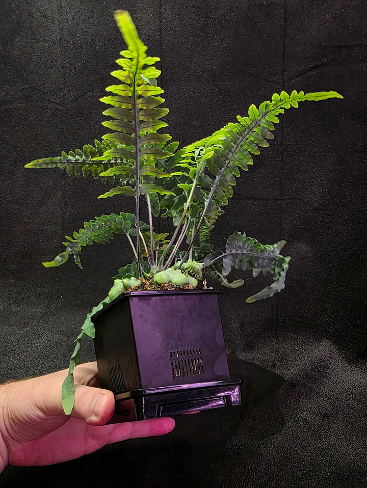 Lecanopteris Deparioides (Blue Ant Plant) #04