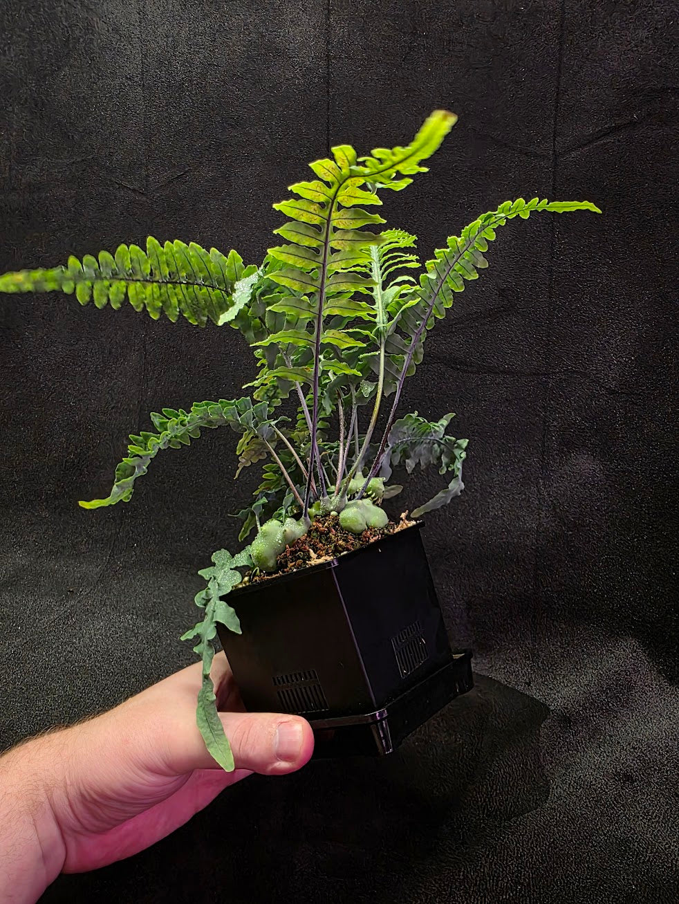 Lecanopteris Deparioides (Blue Ant Plant) #04