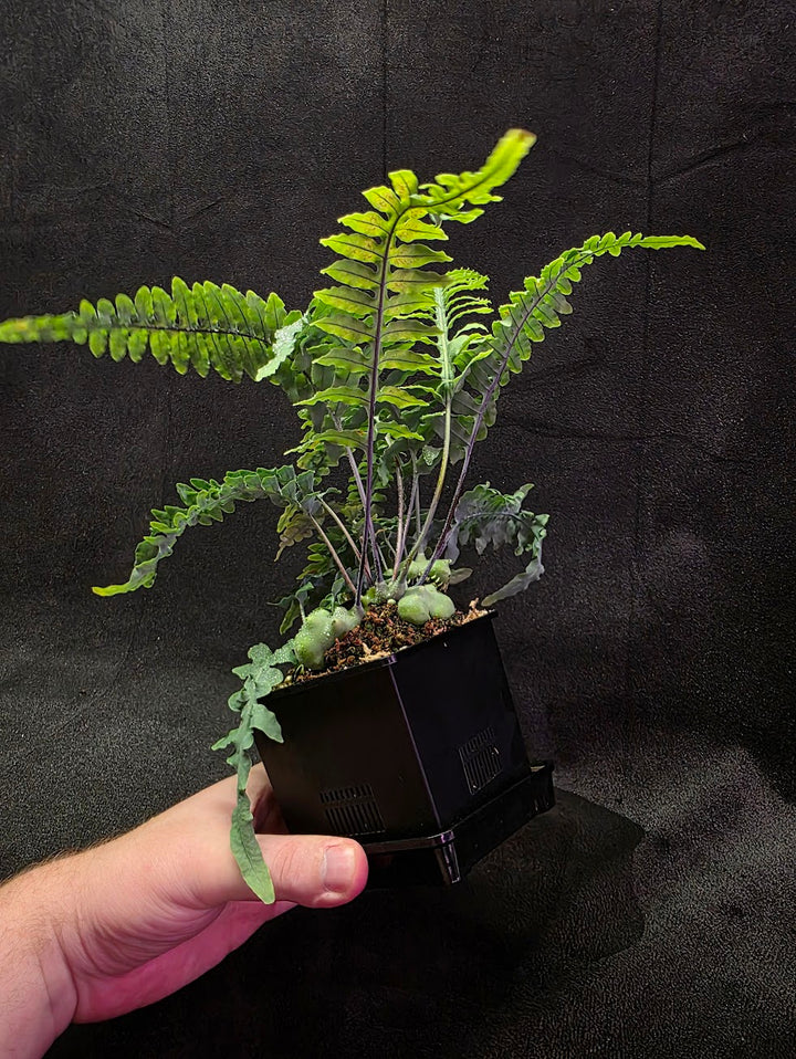 Lecanopteris Deparioides (Blue Ant Plant) #04