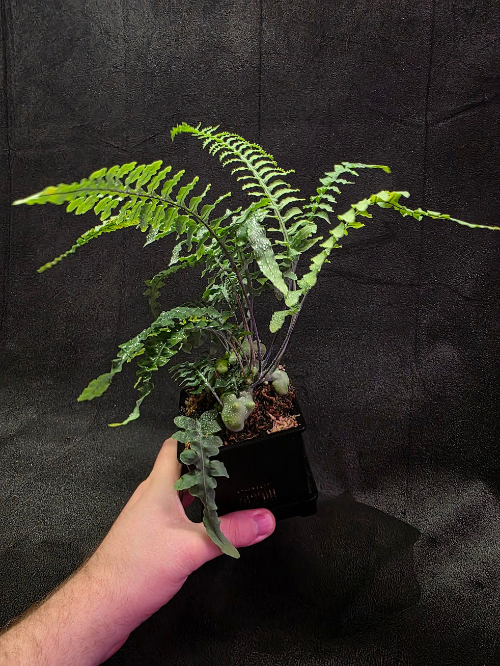 Lecanopteris Deparioides (Blue Ant Plant) #04