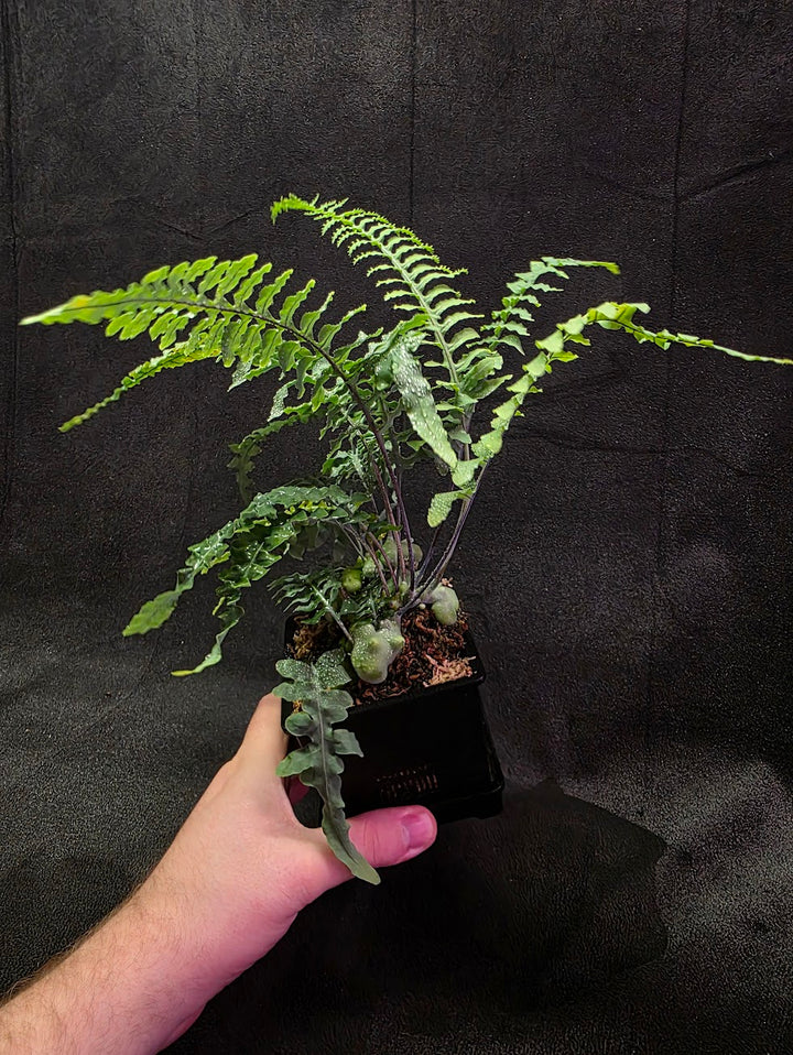 Lecanopteris Deparioides (Blue Ant Plant) #04