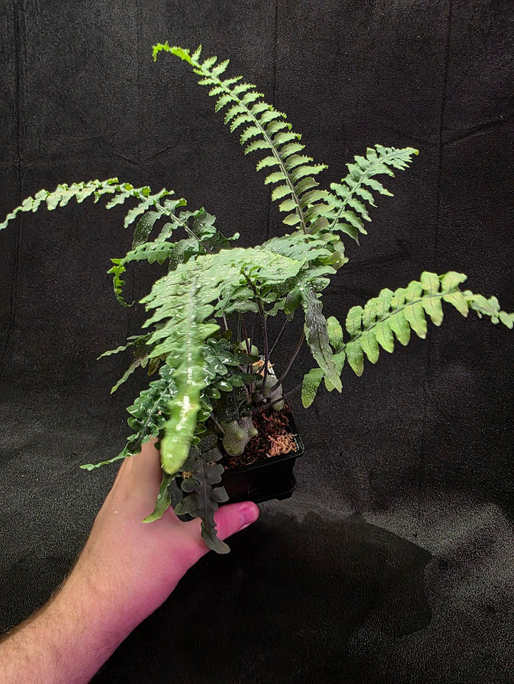 Lecanopteris Deparioides (Blue Ant Plant) #04