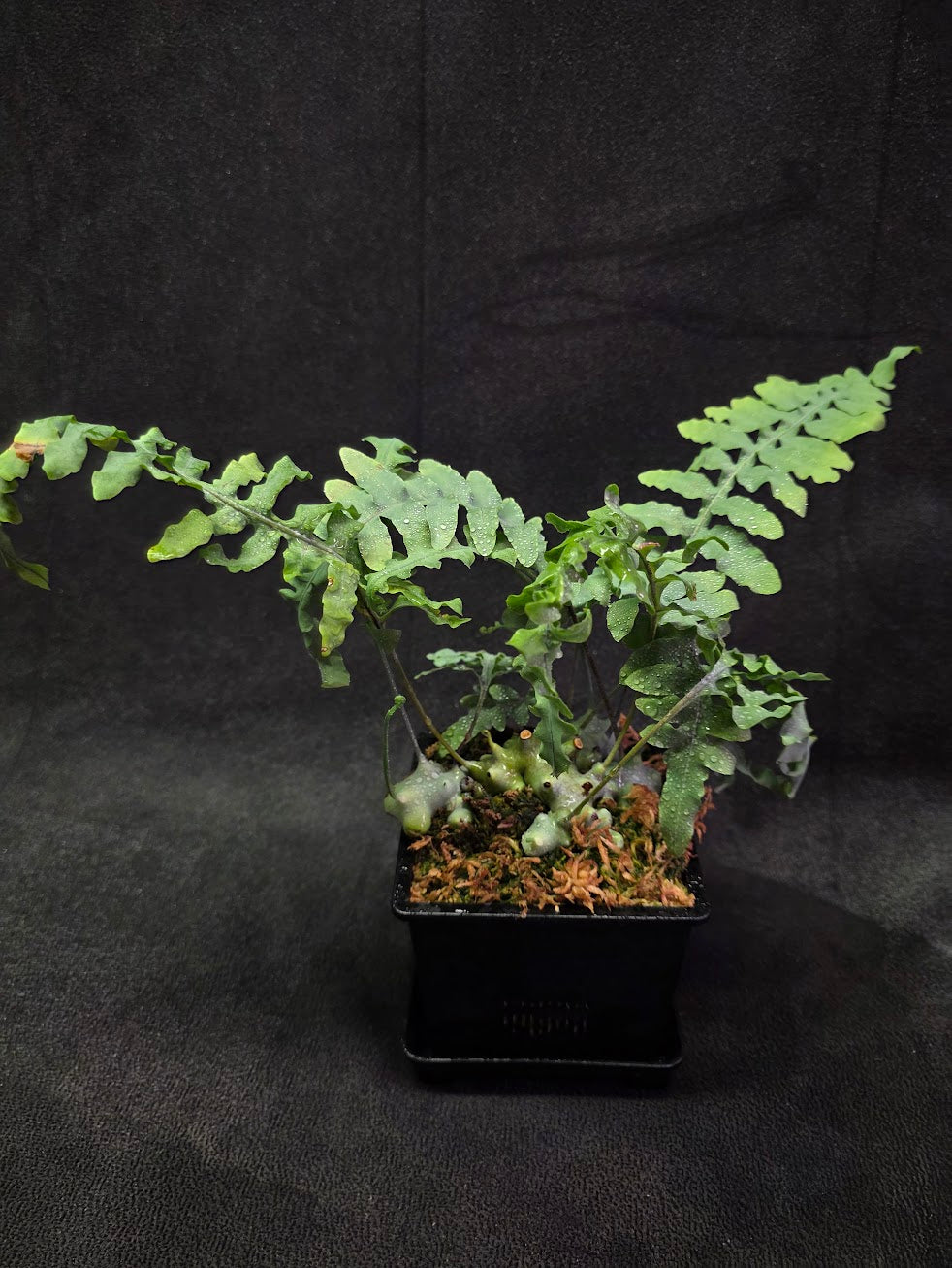 Lecanopteris Deparioides (Blue Ant Plant) #05