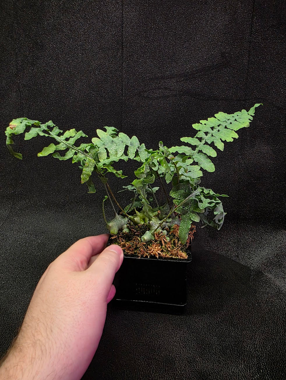 Lecanopteris Deparioides (Blue Ant Plant) #05