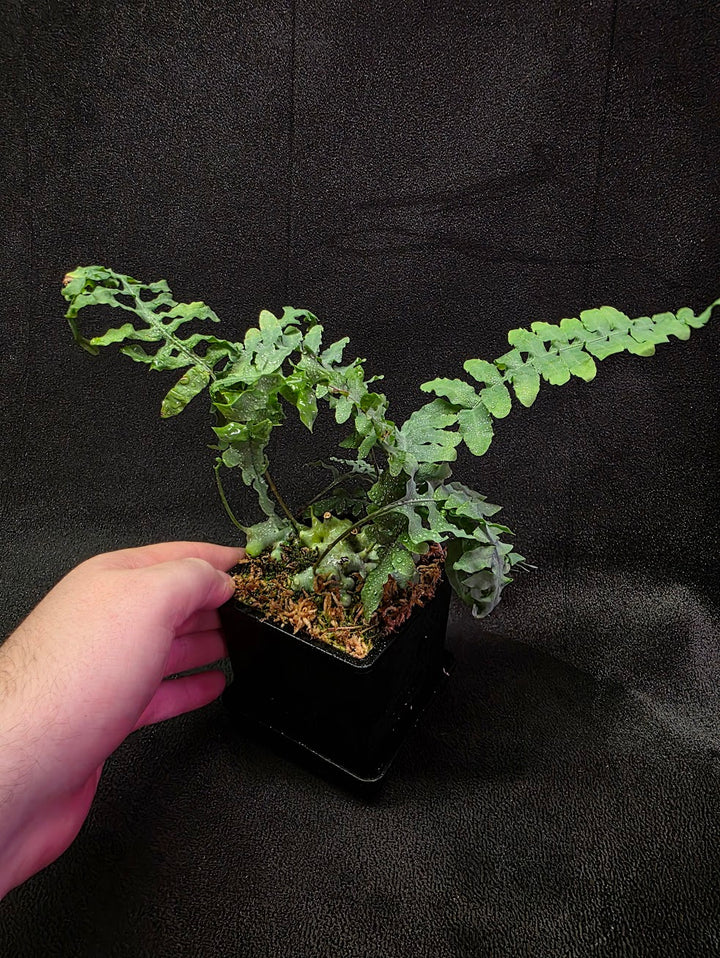 Lecanopteris Deparioides (Blue Ant Plant) #05