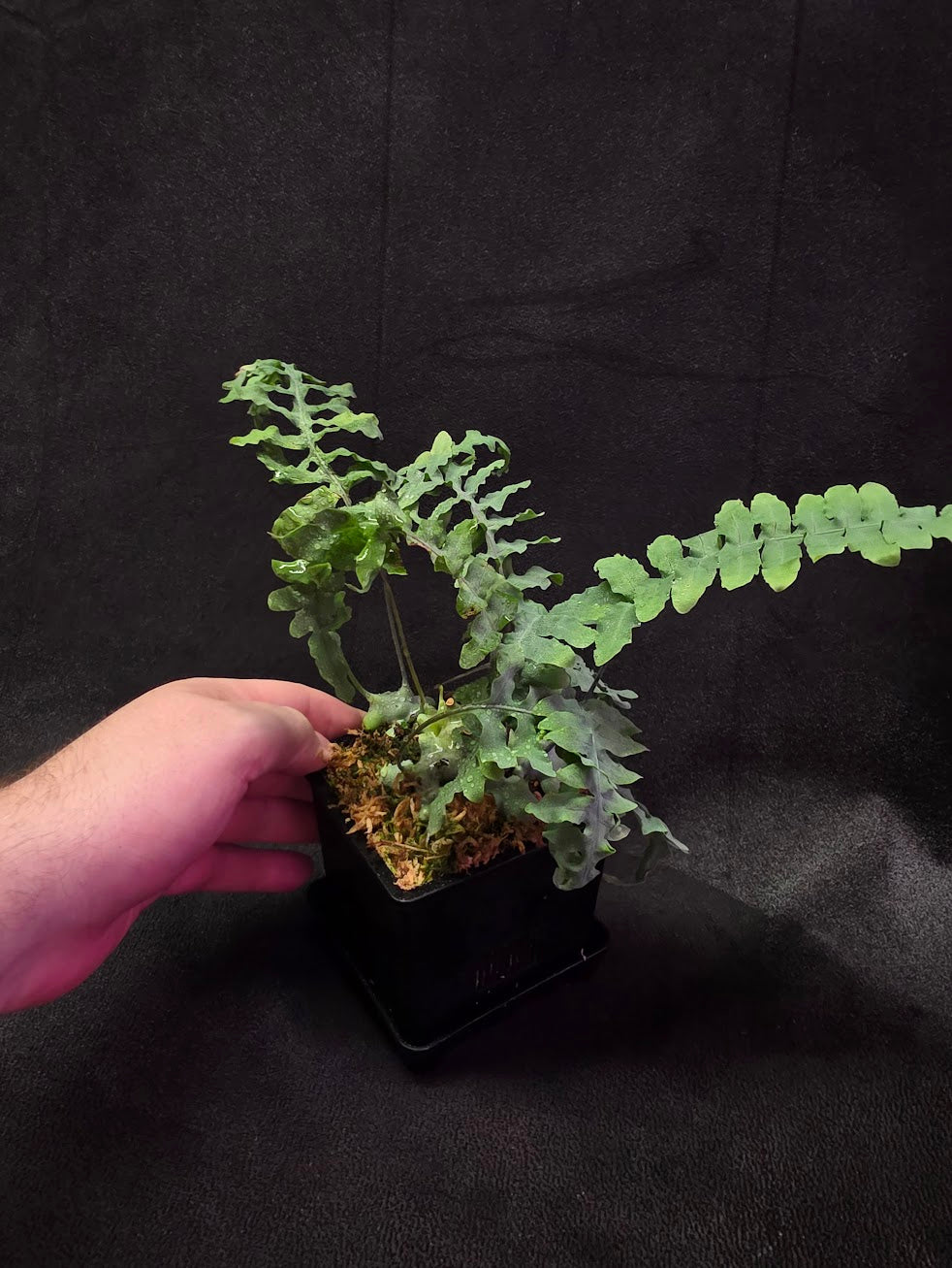 Lecanopteris Deparioides (Blue Ant Plant) #05