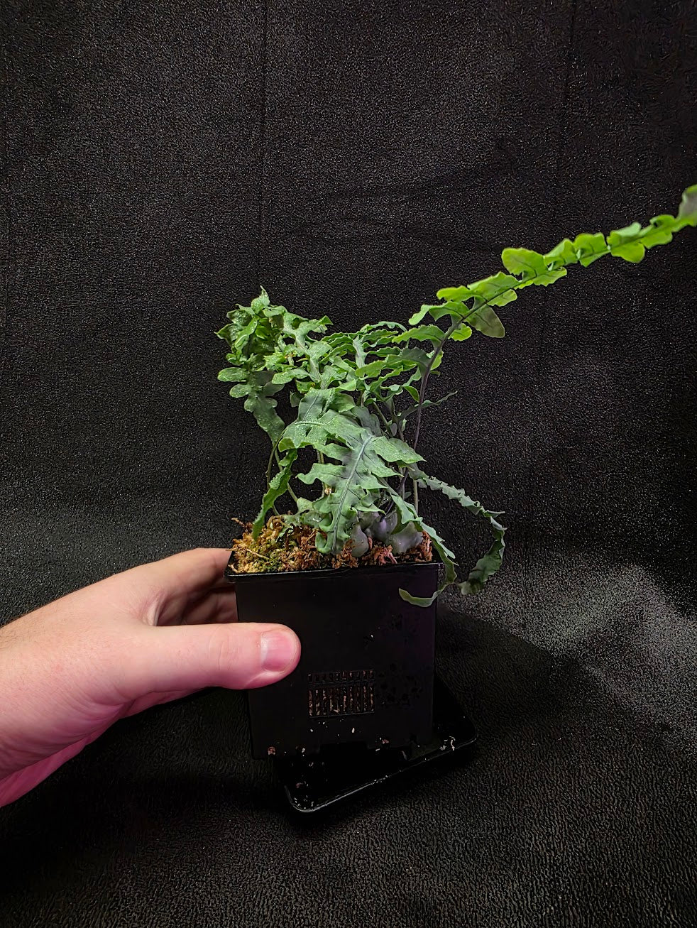 Lecanopteris Deparioides (Blue Ant Plant) #05