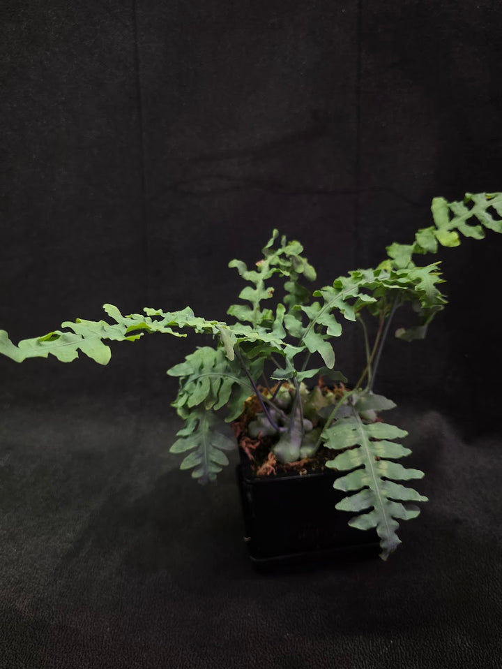 Lecanopteris Deparioides (Blue Ant Plant) #05