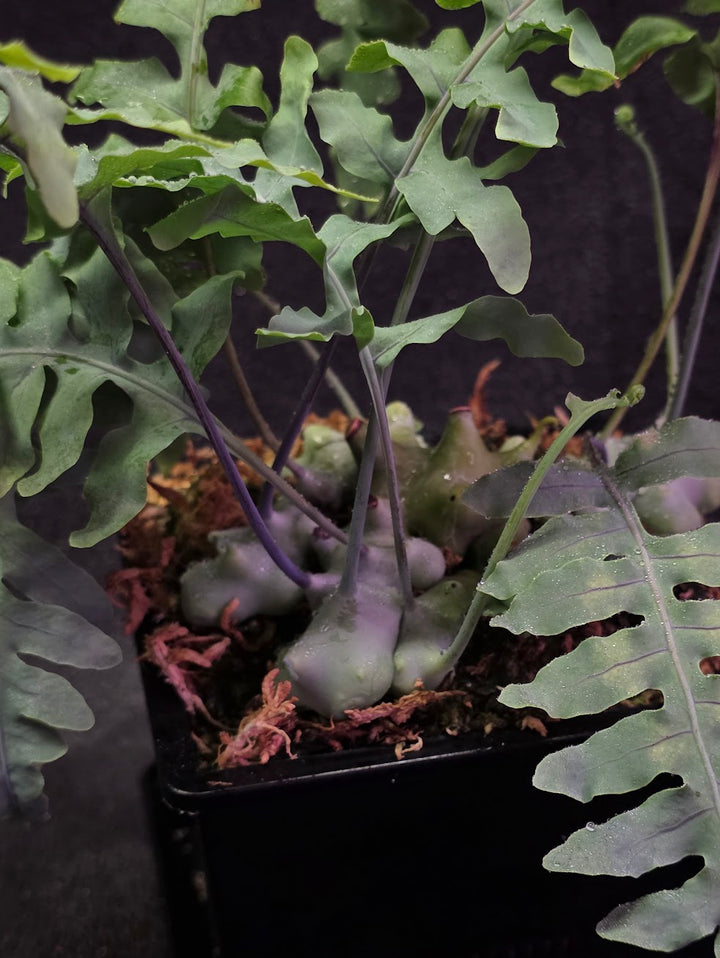 Lecanopteris Deparioides (Blue Ant Plant) #05