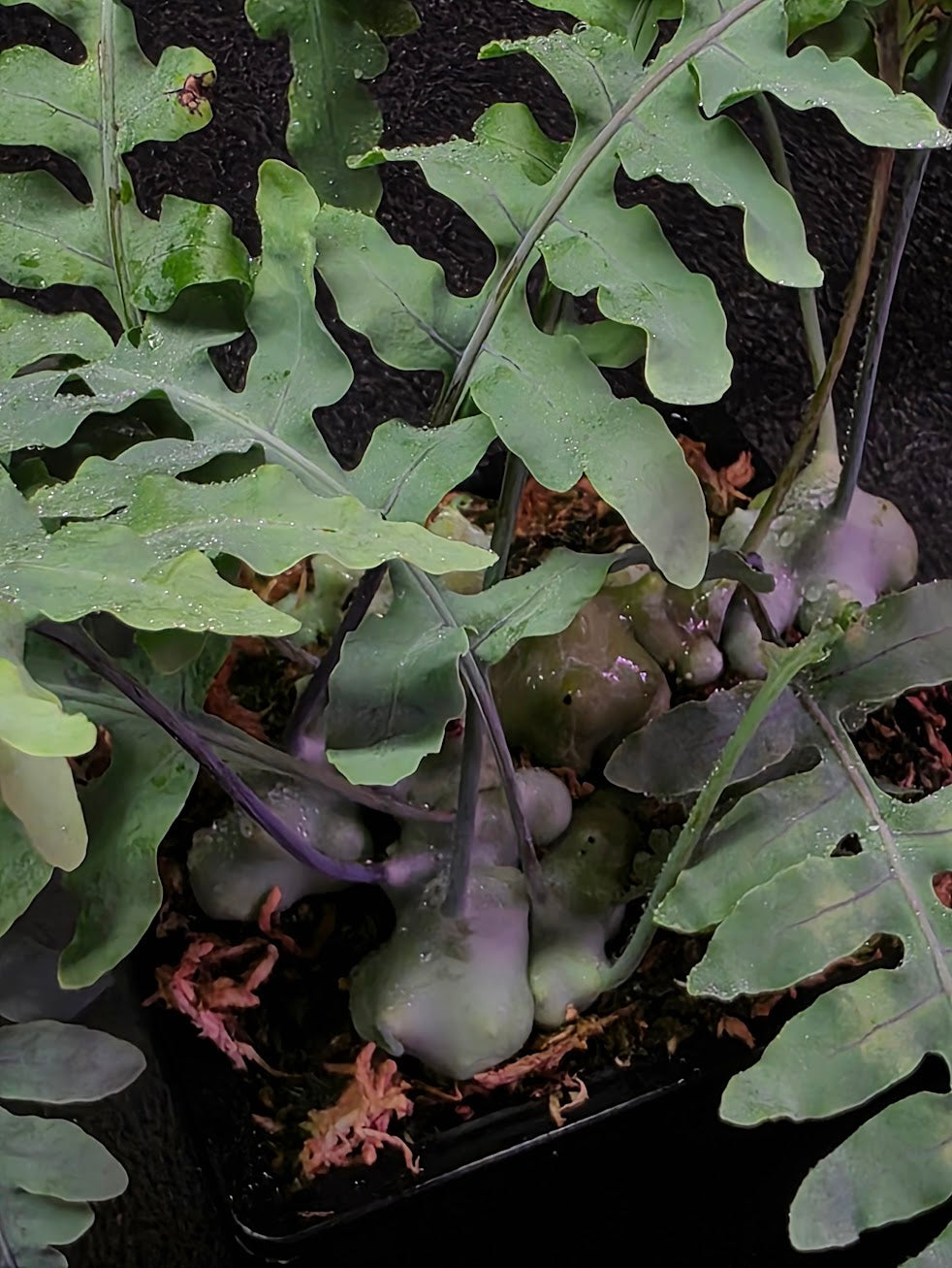 Lecanopteris Deparioides (Blue Ant Plant) #05