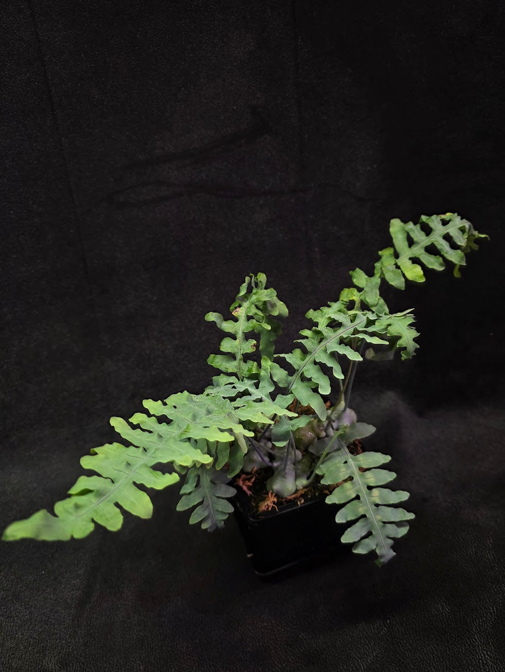 Lecanopteris Deparioides (Blue Ant Plant) #05