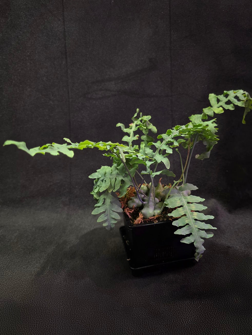 Lecanopteris Deparioides (Blue Ant Plant) #05