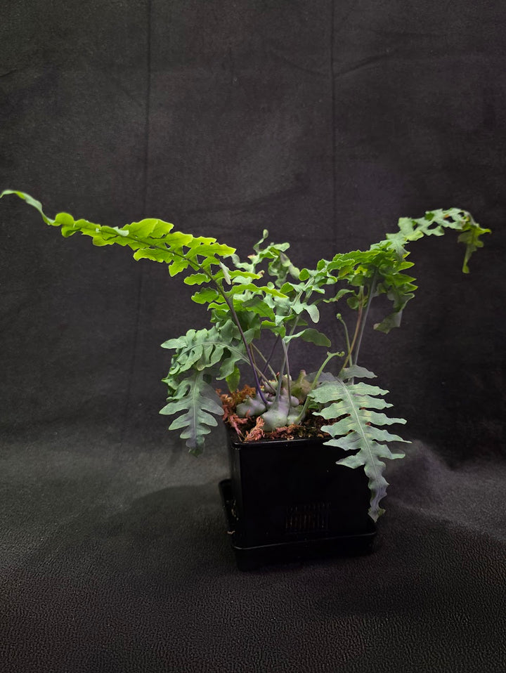 Lecanopteris Deparioides (Blue Ant Plant) #05