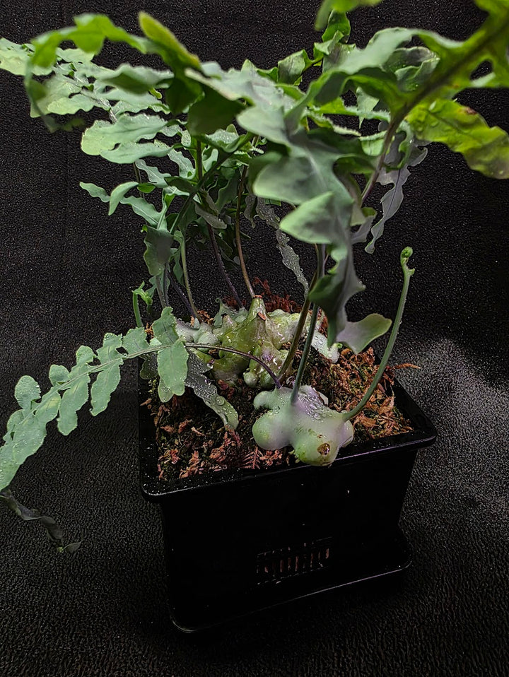 Lecanopteris Deparioides (Blue Ant Plant) #05