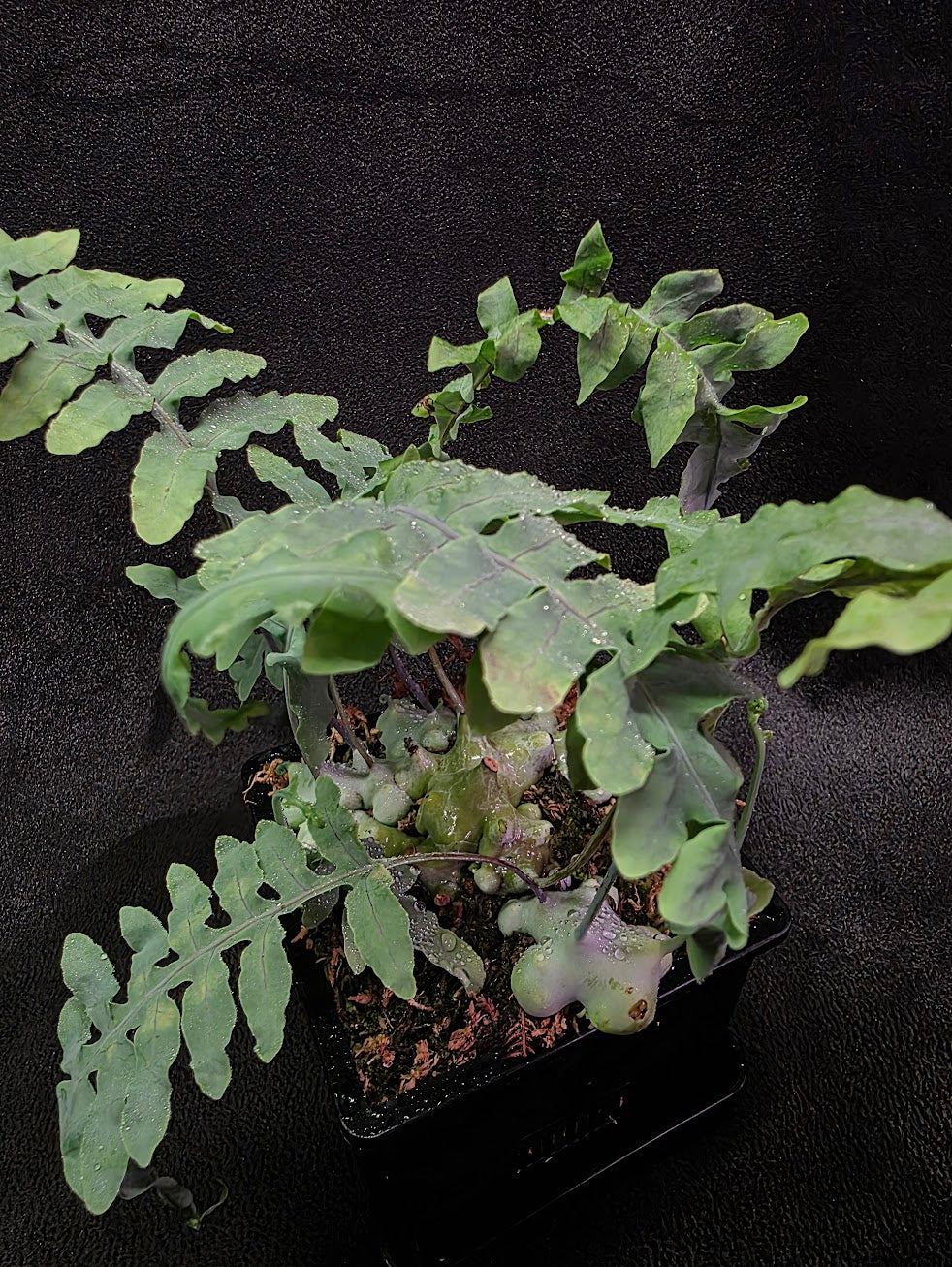 Lecanopteris Deparioides (Blue Ant Plant) #05