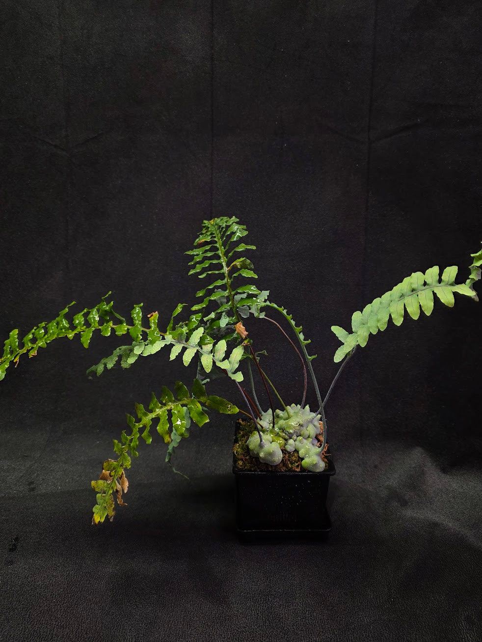 Lecanopteris Deparioides (Blue Ant Plant) #06