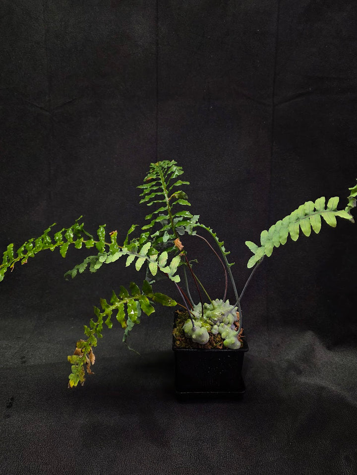 Lecanopteris Deparioides (Blue Ant Plant) #06