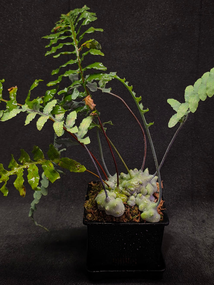 Lecanopteris Deparioides (Blue Ant Plant) #06