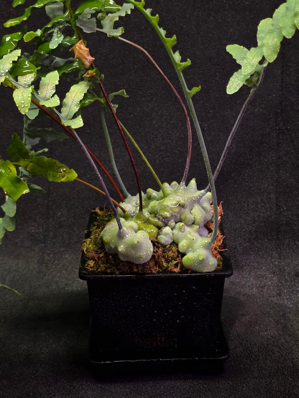 Lecanopteris Deparioides (Blue Ant Plant) #06