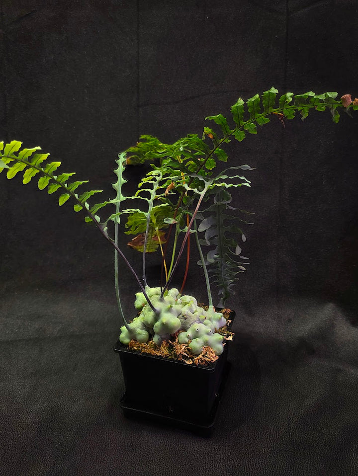 Lecanopteris Deparioides (Blue Ant Plant) #06