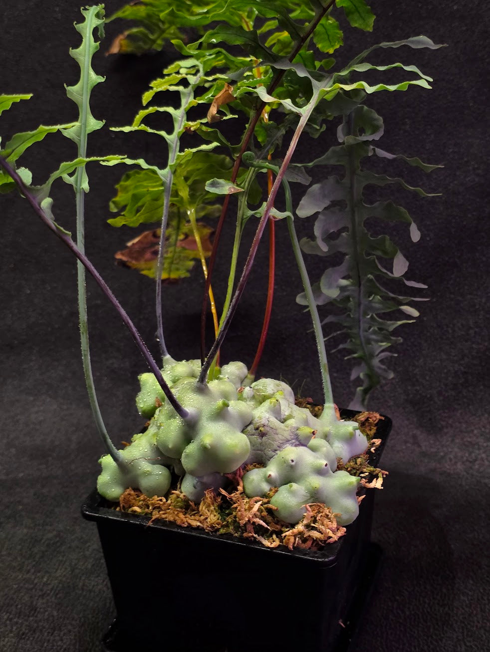 Lecanopteris Deparioides (Blue Ant Plant) #06