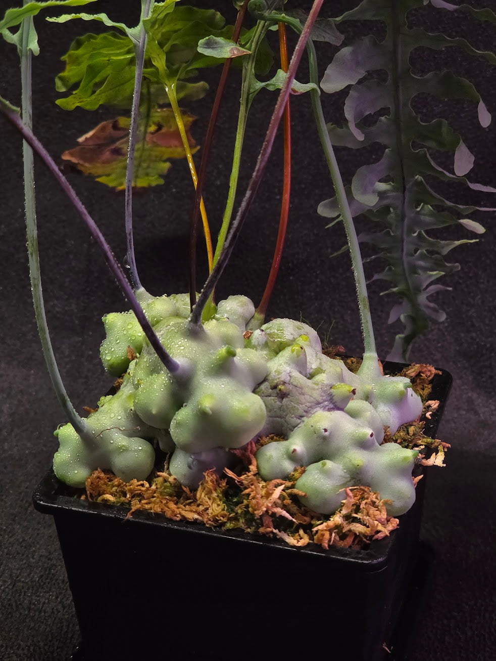 Lecanopteris Deparioides (Blue Ant Plant) #06