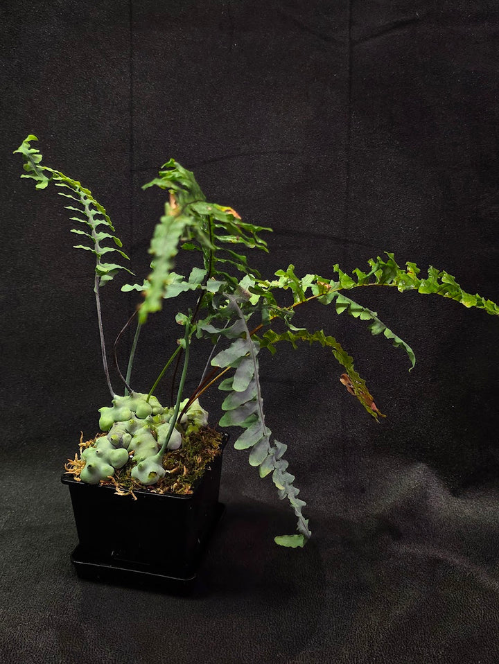 Lecanopteris Deparioides (Blue Ant Plant) #06