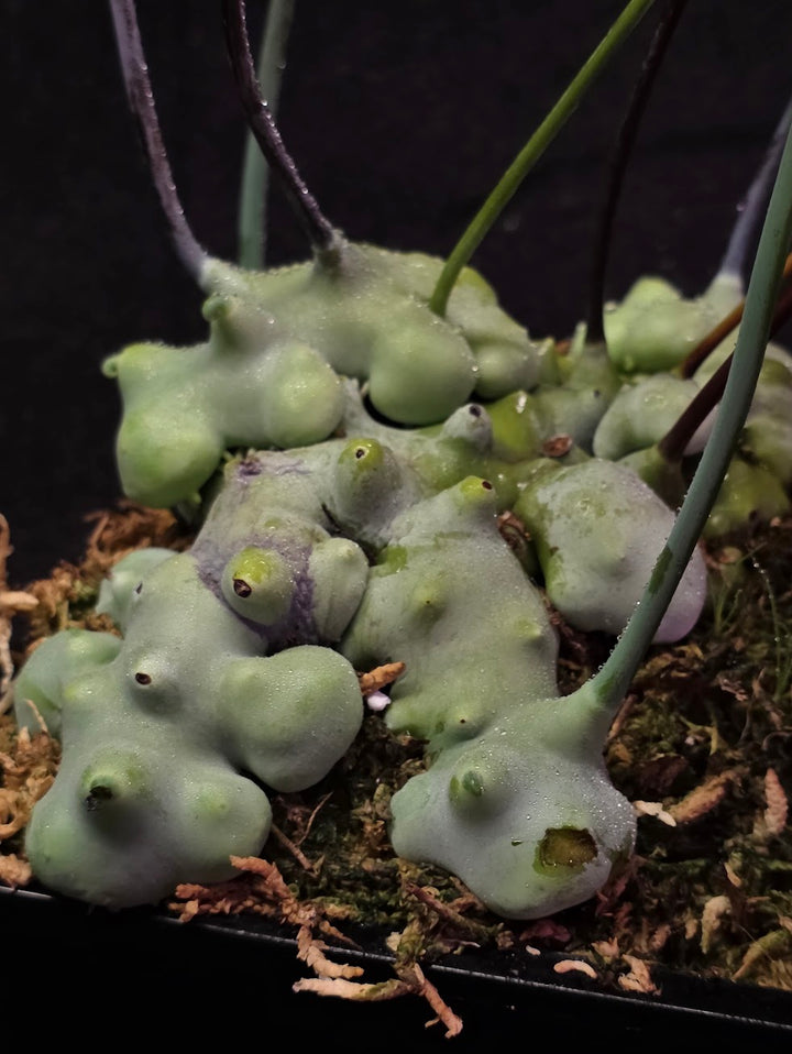 Lecanopteris Deparioides (Blue Ant Plant) #06