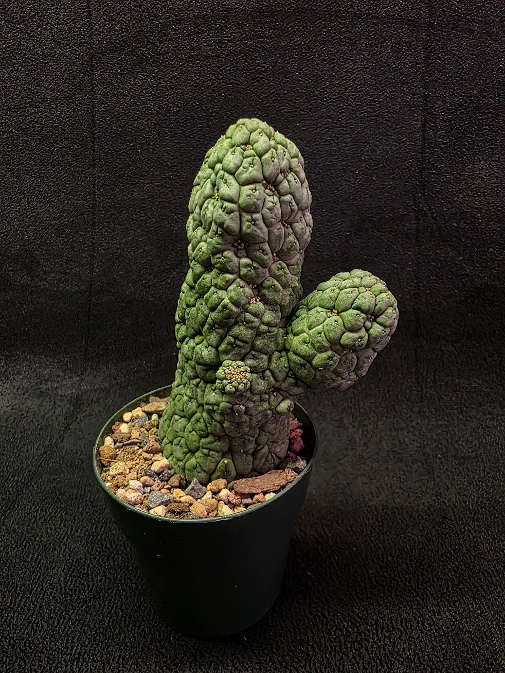 Larryleachia Cactiformis #01