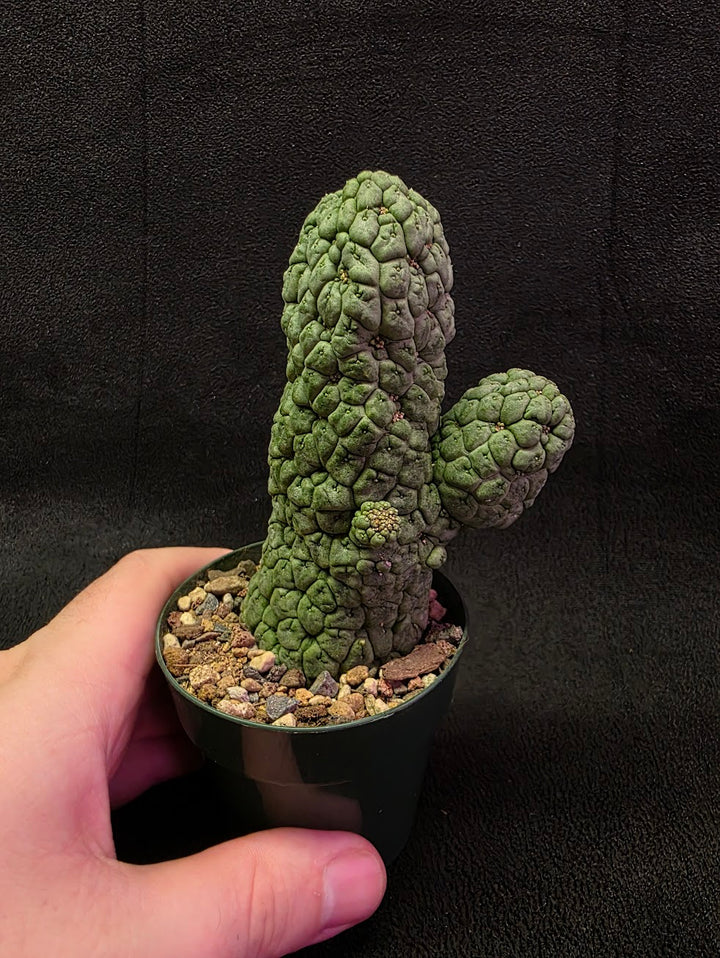 Larryleachia Cactiformis #01