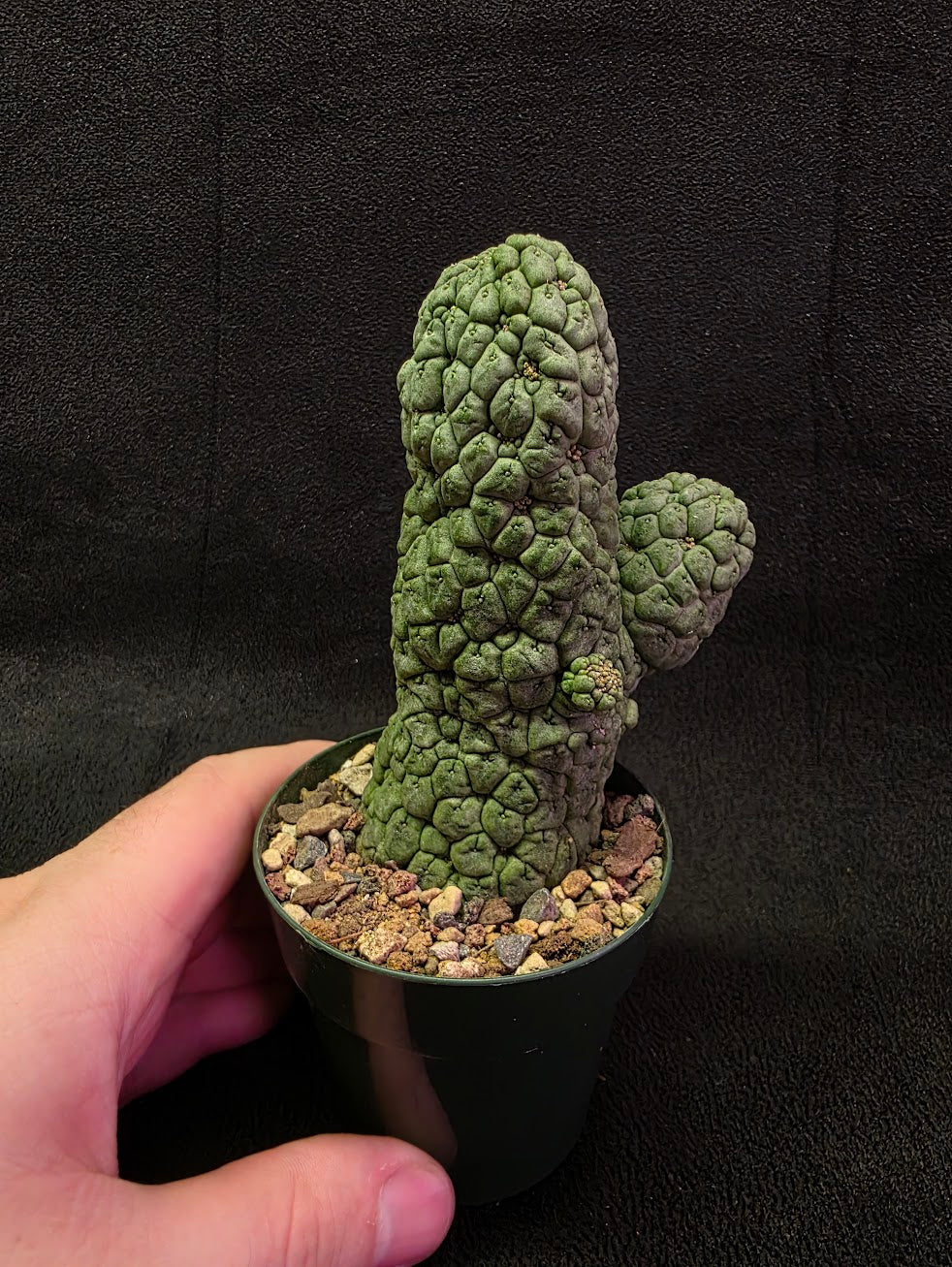 Larryleachia Cactiformis #01
