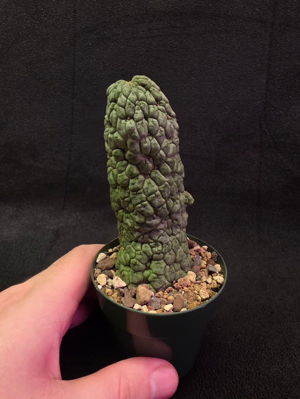 Larryleachia Cactiformis #01