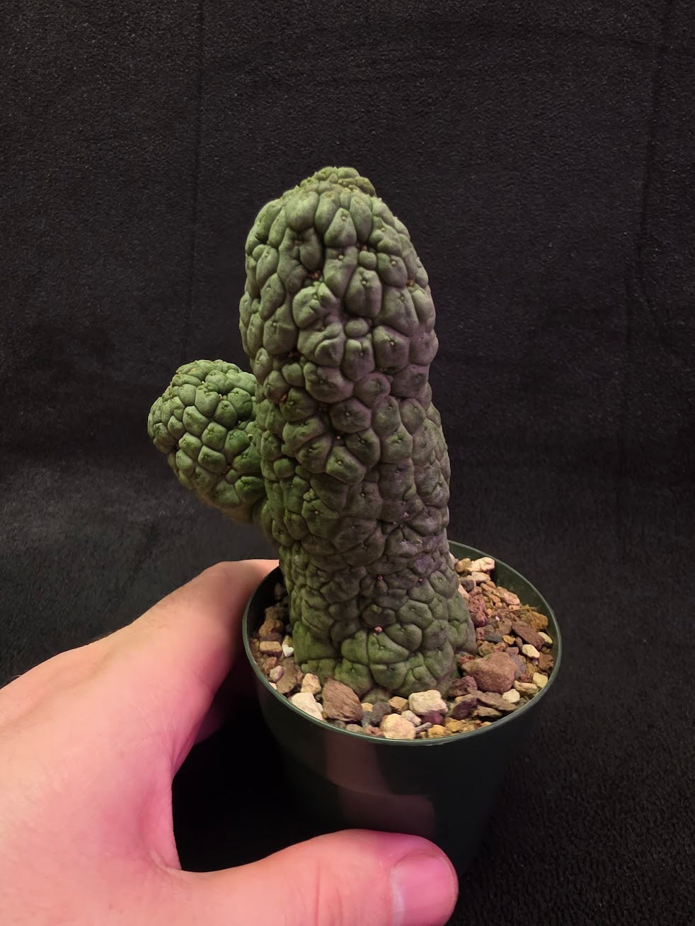 Larryleachia Cactiformis #01