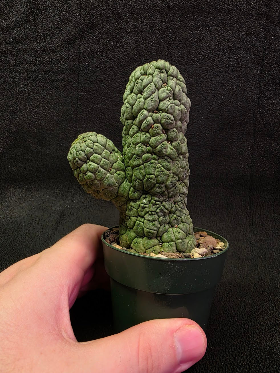 Larryleachia Cactiformis #01